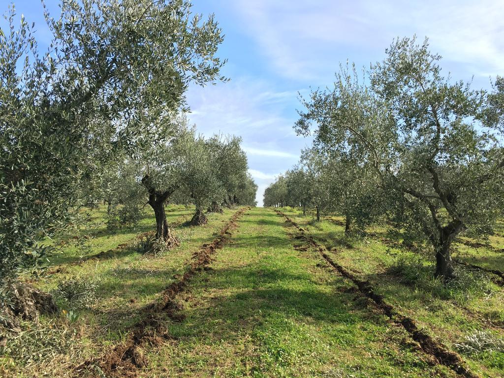 Il Casale Degli Ulivi - Agriturismo - Tenimenti Leone Lanuvio Exterior photo